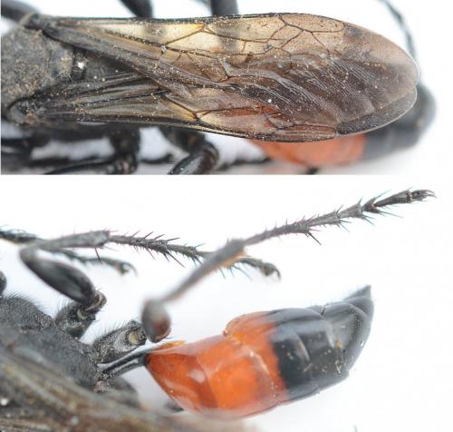 Réf. 210 148 : Palmodes occitanicus